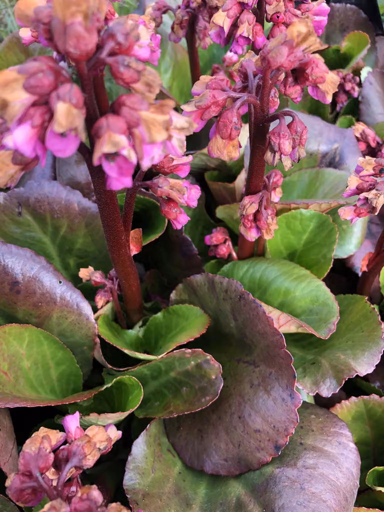 6 x Bergenia 'Rosi Klose' - pianta di ciabattino in vaso 9x9 cm