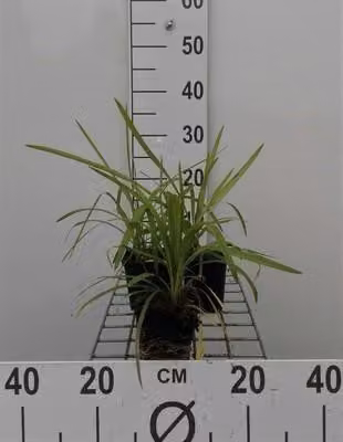 6 x Liriope musc. 'Monroe White' ('alba') - mazzo di gigli - vaso 9 x 9 cm