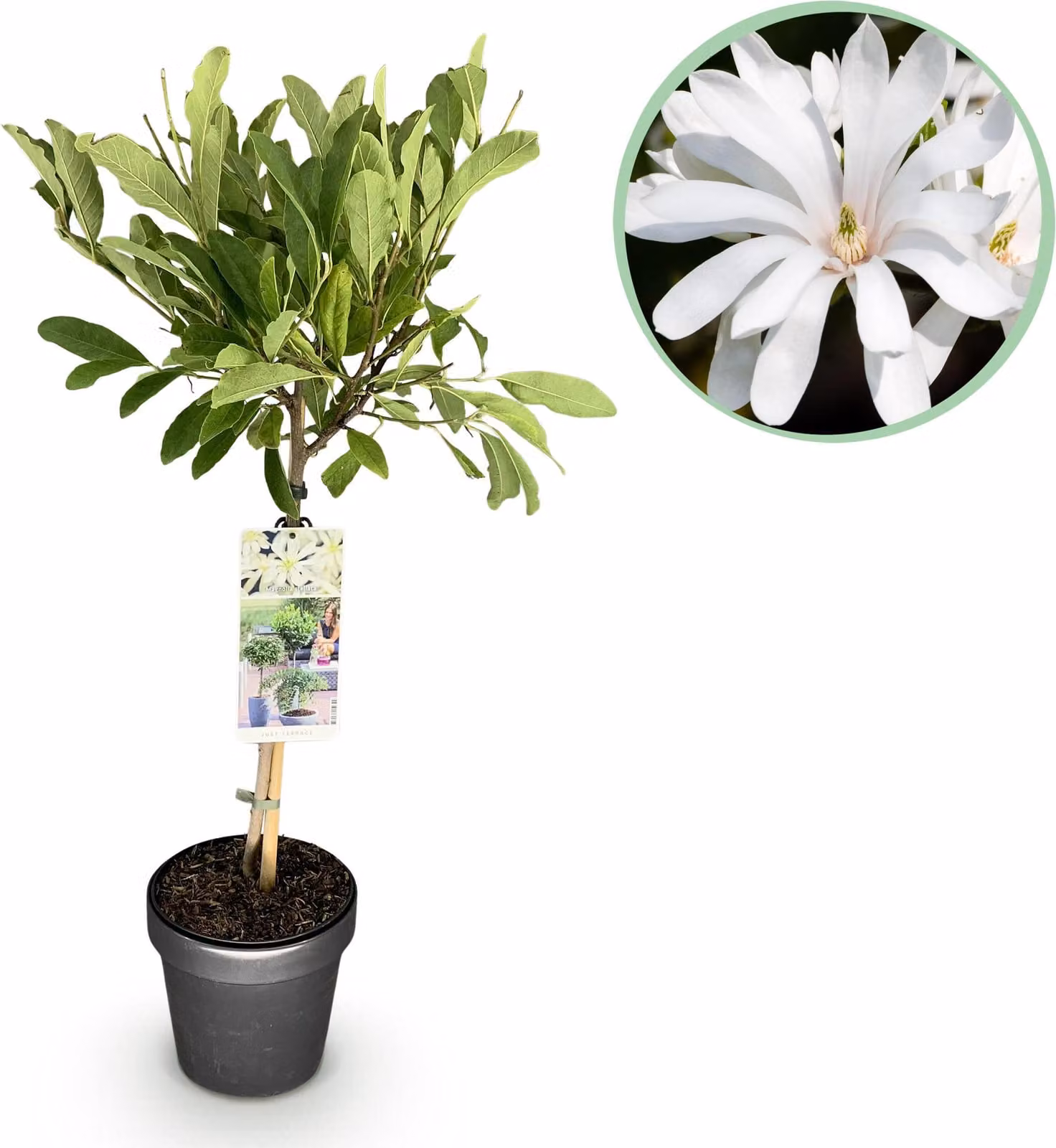 Magnolia stellata - Pianta da terrazzo - Decidua - Resistente - Fiore bianco - 80-90cm - Ø19cm - Pianta da giardino