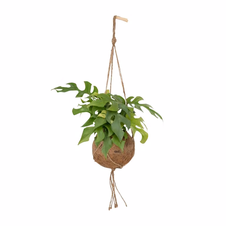 Kokodama Monstera Minima Hang - Pianta con foro - 25Cm - Ø15