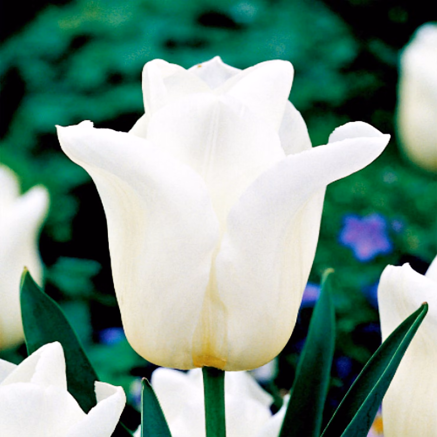 Tulipani Bulbi Bulbi Fiori Trionfo Tulipano Agrass Bianco 5 pz.