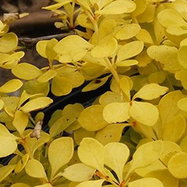 2 piante di Berberis thunbergii 'Aurea', in vaso, altezza 15-20 cm