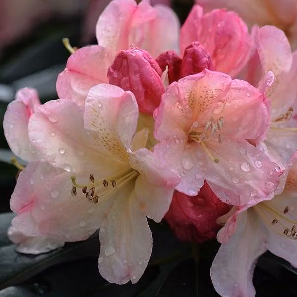 Rhododendron 'Percy Wiseman' | 40-50 cm in vaso