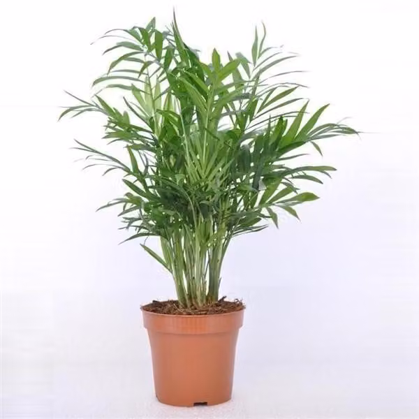 Palma di montagna 30 cm Chamaedorea elegans Pianta da appartamento