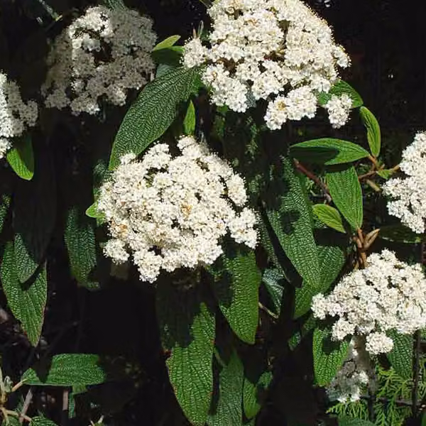 2 piante di Viburnum rhytidophyllum, sempreverdi, con fiori a forma di "palla di neve" | altezza 30-50 cm, fornite in vaso