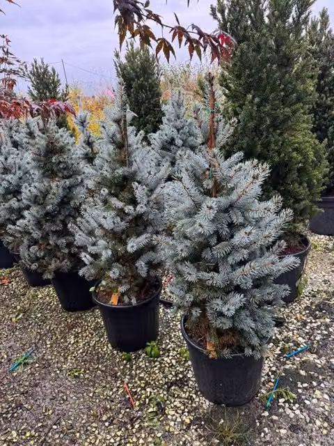 Abete costeriano Abies concolor Vivaio Garden Forest per esterno, H: 70-80 cm – 1