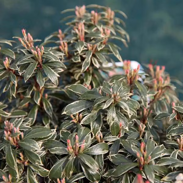 2 piante di *Pieris japonica* 'Little Heath', varietà ornamentale con fiori a forma di campana. Altezza: 20-30 cm, fornite in vaso