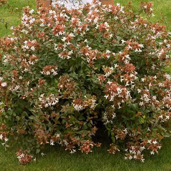 Abelia - Abelia grandiflora | 50-60 cm in vaso