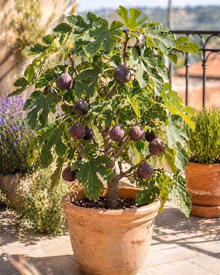 Ficus carica Ronde de Bordeaux 70–100 cm Fico resistente al freddo Fichi dolci Pianta mediterranea per giardino, balcone e terrazza