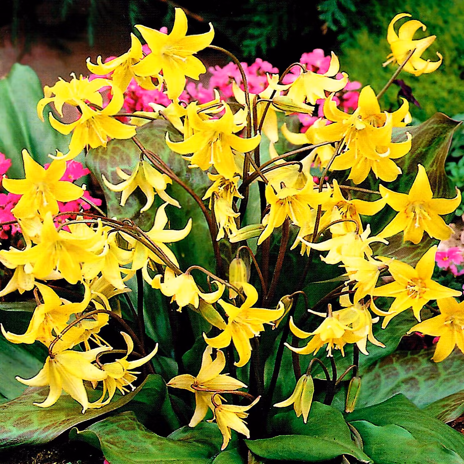 Bulbi di Erythronium Fiori Dogtooth Pagoda 3 pz.
