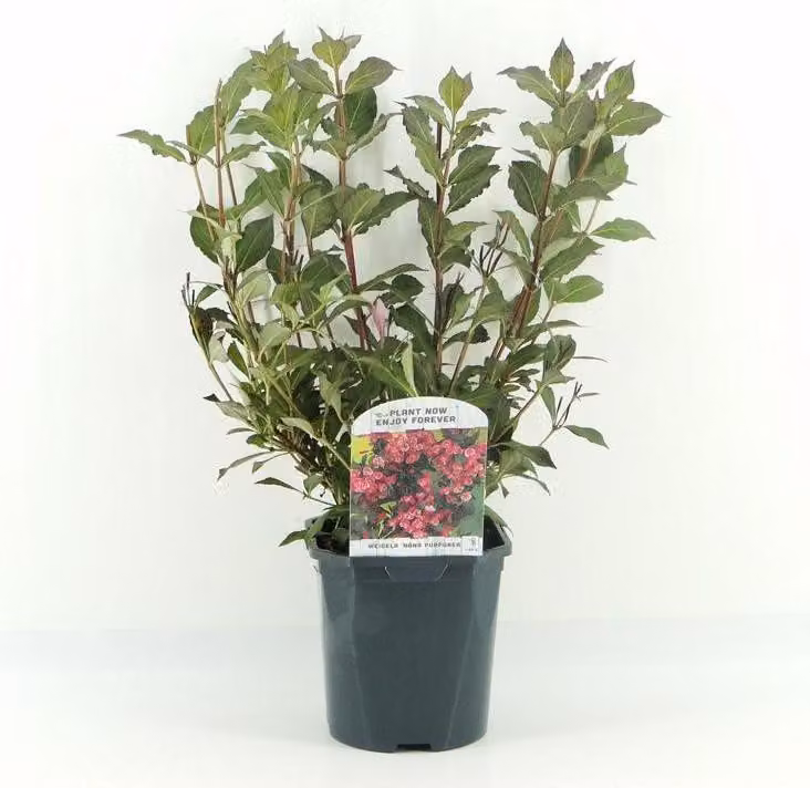 Weigela Purpurea - arbusto ornamentale di 40-60 cm, fiori rosa e fogliame rosso scuro, resistente, Weigela florida 'Purpurea'