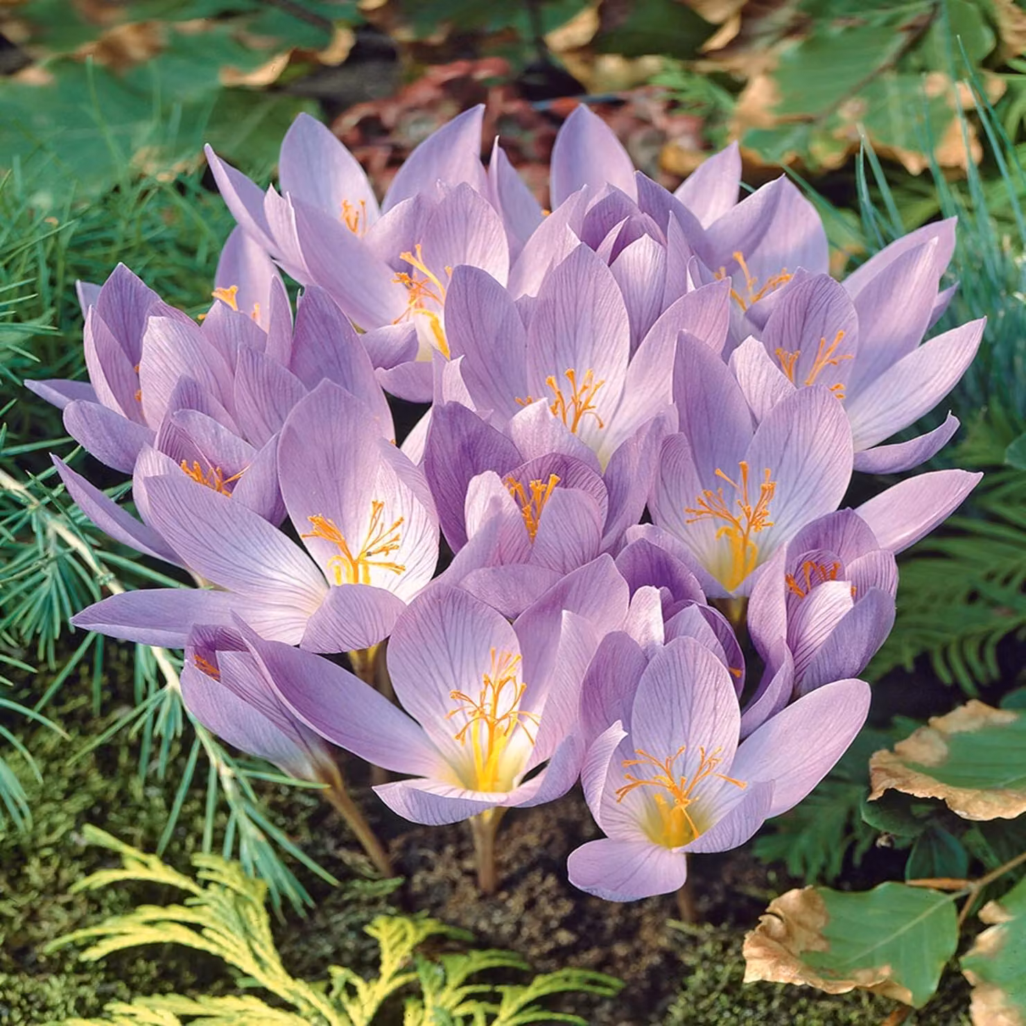 Bulbi da fiore Bulbi da fiore Crocus Autumn crocus Cassiope 5 pz.