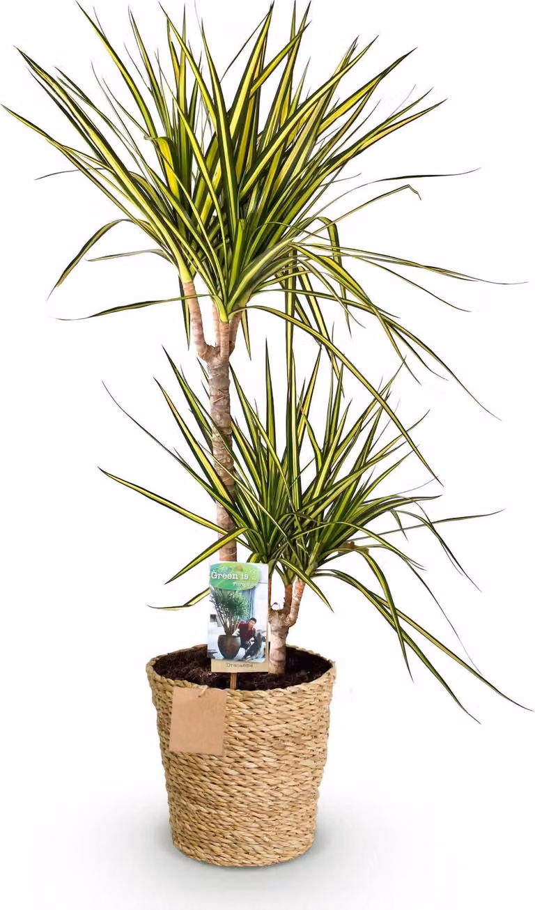 Dracaena Sunray - 90-100cm - 21cm con cesto - Dracaena facile da curare