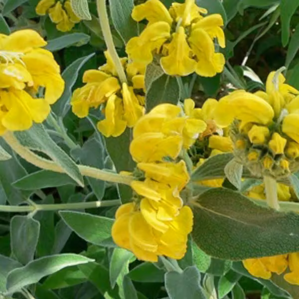 6 piante di *Phlomis fruticosa* (Brandkraut) | Vaso da 9x9 cm