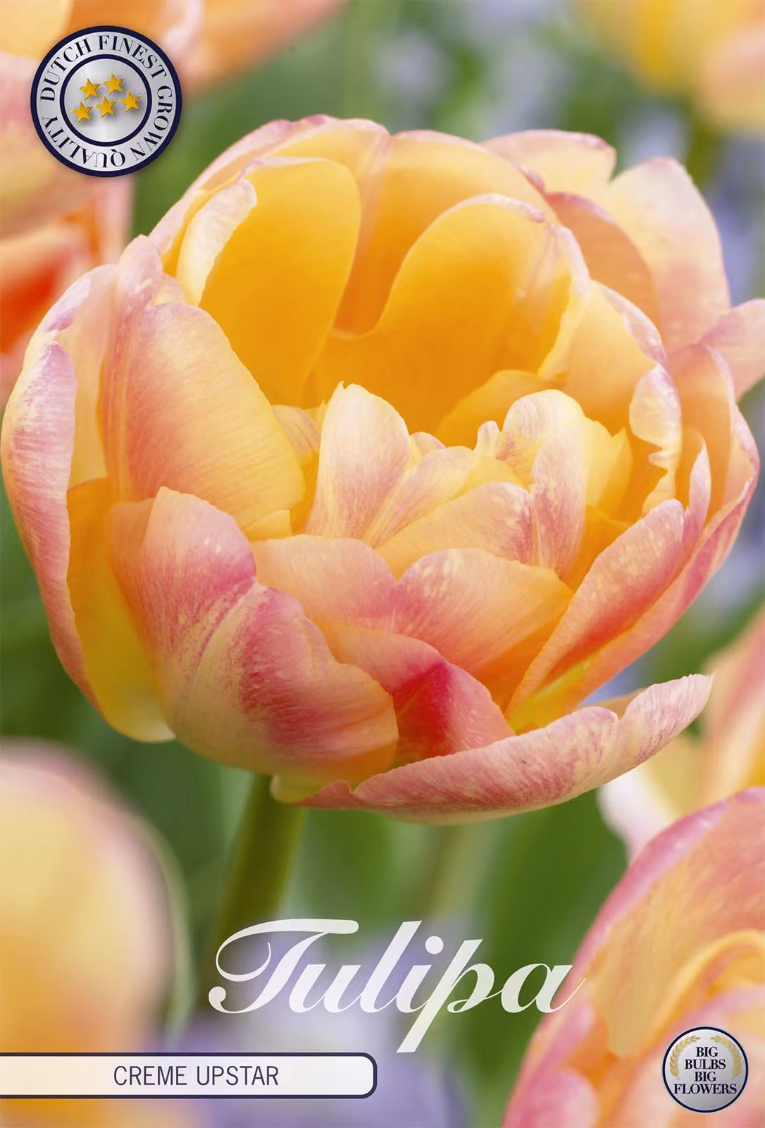 Tulipano Cream Upstar (7 bulbi) | Bulbi di tulipano di Sam van Schooten