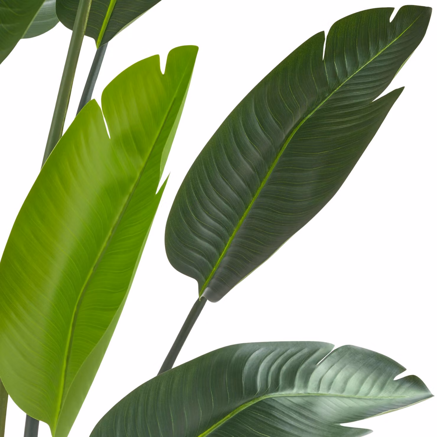 Pianta artificiale Strelitzia Tropic verde di tectake, altezza: 180 cm – 3
