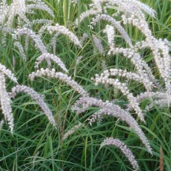 6 piante di Federborstengras - Pennisetum orientale 'Tall Tails' | Vaso da 9x9 cm