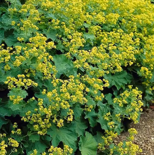 Alchemilla mollis (Alchemilla mollis) 10-25cm, Ø9cm, 6 piante, tappezzante