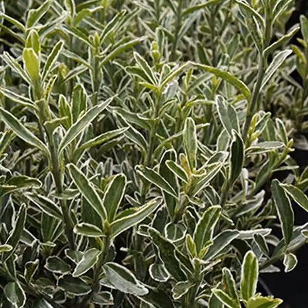 2 piante di Euonymus japonicus 'Microphyllus' - in vaso, altezza 20-30 cm