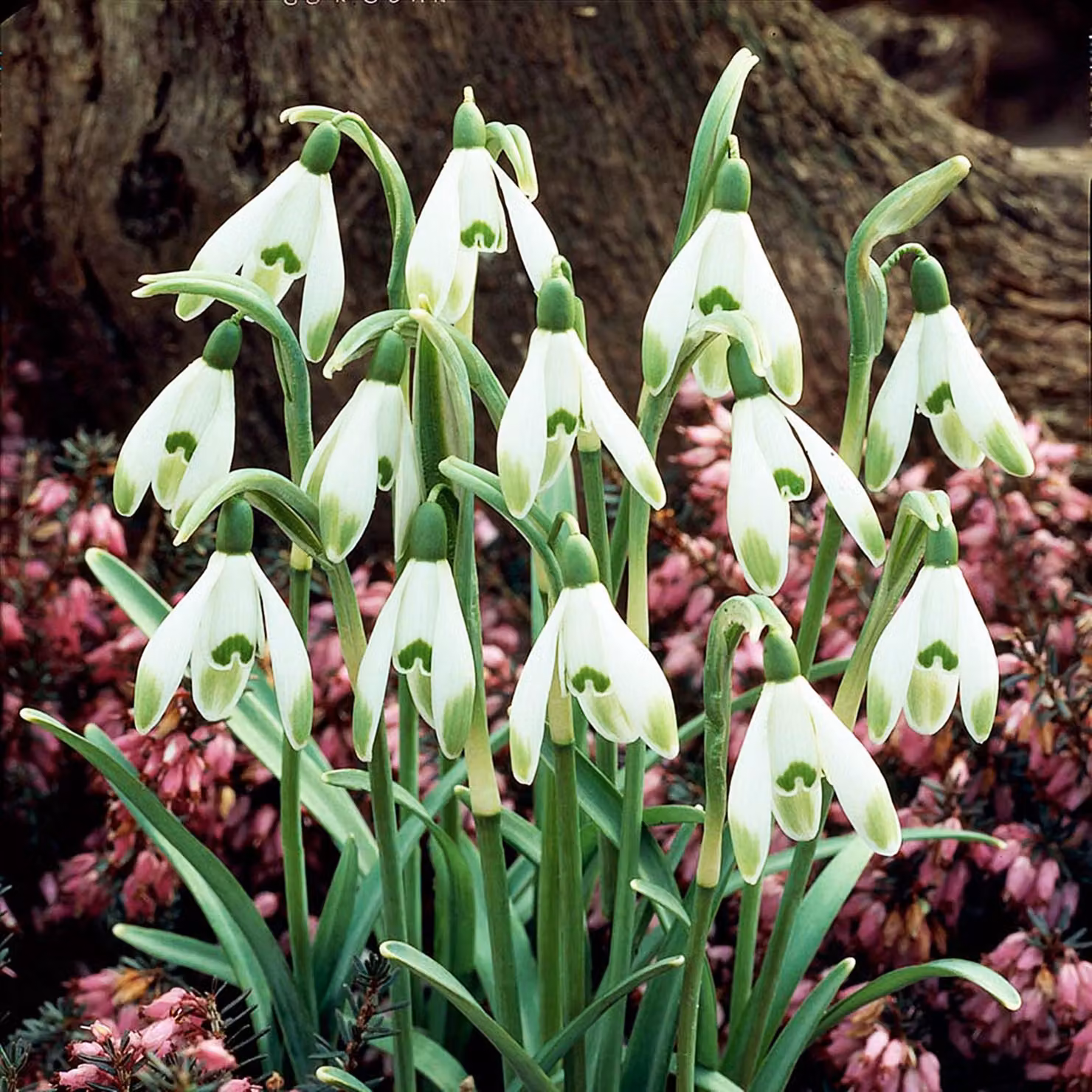 Galanthus Bulbi da fiore Bulbi da fiore Bucaneve Viridi-apice 3 pz.