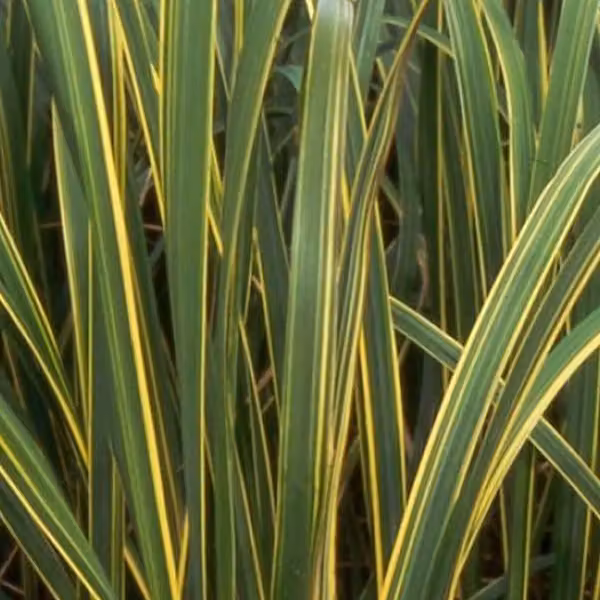 6 piante di erba dorata (Spartina pectinata 'Aureomarginata') | Vaso da 9x9 cm