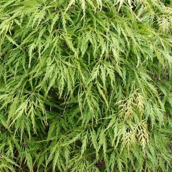 Acero giapponese 'Dissectum' (Acer palmatum 'Dissectum') | 40-50 cm in vaso