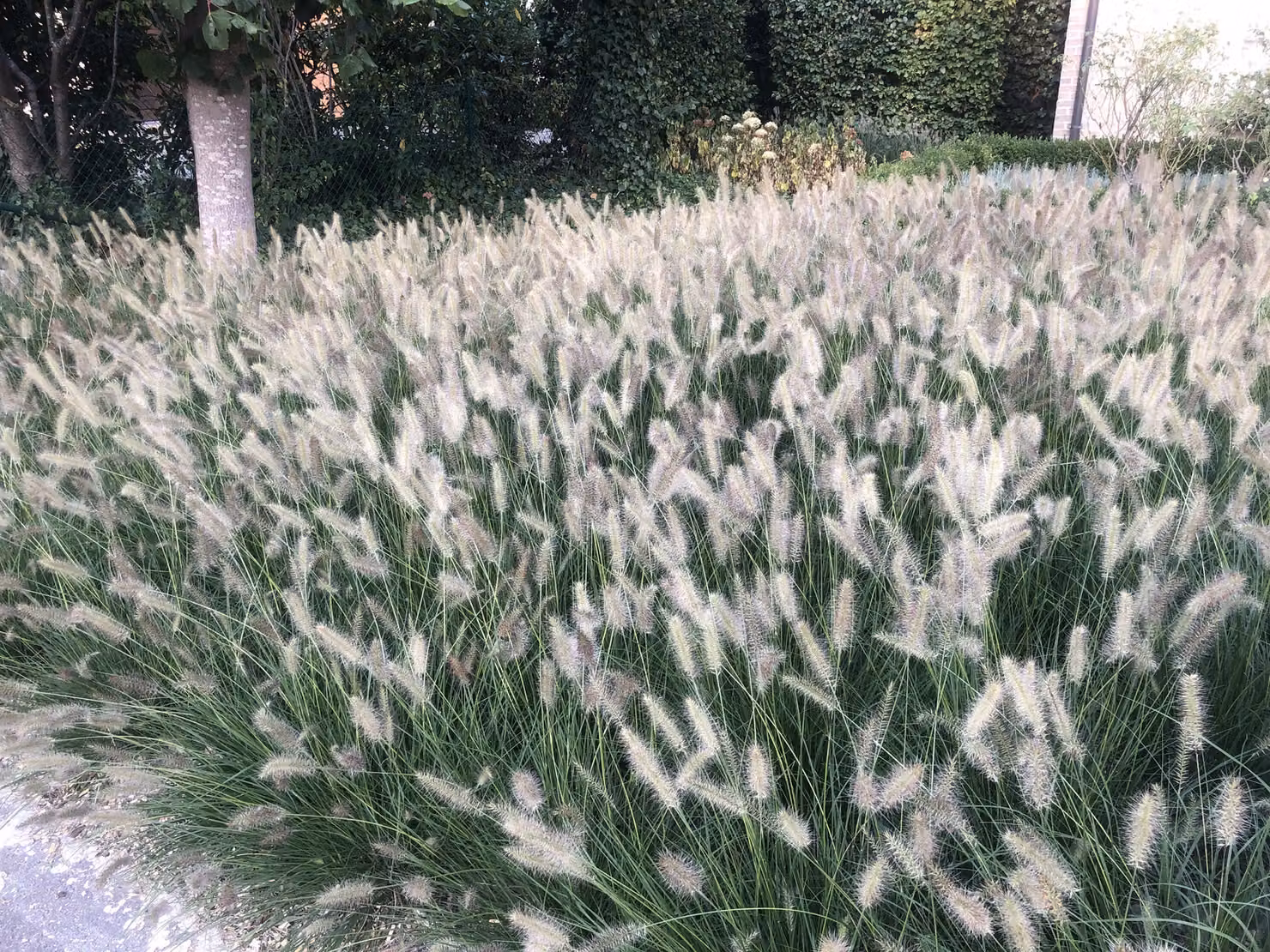 6 x Pennisetum Alopecuroides 'Hameln' - Alga bassa - Vaso 9cm x 9cm