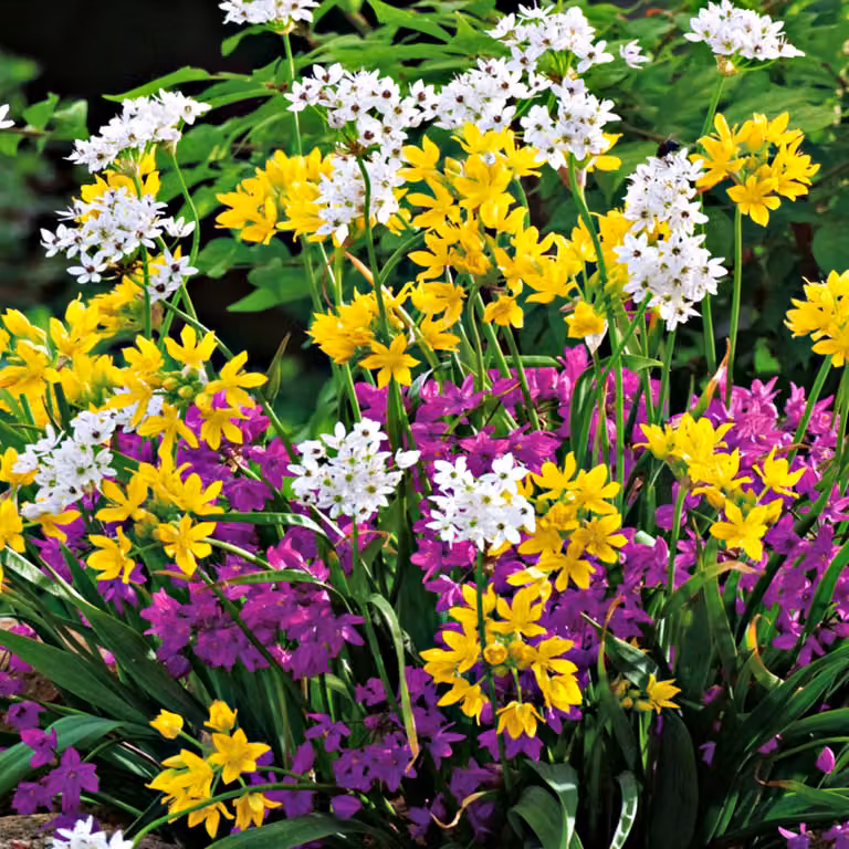 Bulbi da fiore Bulbi Allium Mix Mix 10 pz.
