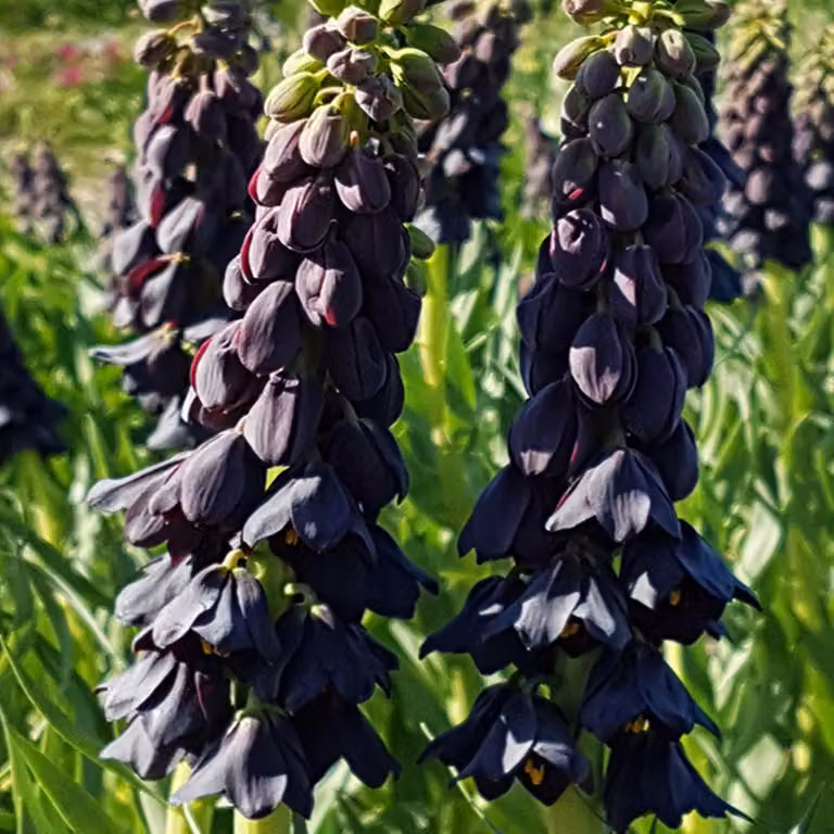 Bulbi da fiore Bulbi da fiore Fritillaria Fiore a scacchi Twin Towers Tribute 1 pz.