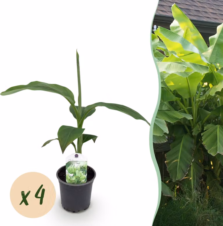 Pianta da frutto - Pianta di banano - Musa Basjoo - Resistente | 4 pezzi - 30cm - Ø15cm - Pianta da giardino