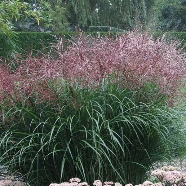 6 piante di *Miscanthus sinensis* 'Ferner Osten' (erba di zebra) | Vaso da 9x9 cm