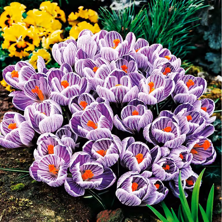Bulbi da fiore Bulbi di Crocus a fiore grande Crocus King Of Striped XXXL 10 pz.