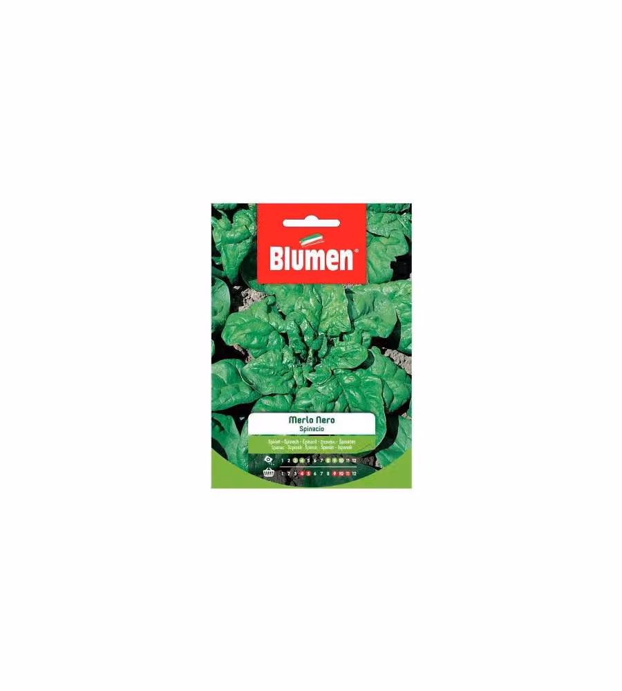 Blumen Semi Spinacio Merlo Nero 20 g - Foglie Grandi e Carnose