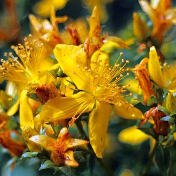 2 piante di Iperico (Hypericum inodorum 'Elstead'), alte 20-30 cm, in vaso