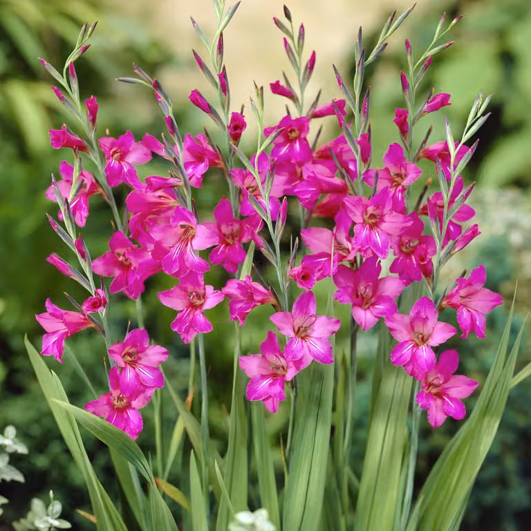 Gladiolus Byzantinus Gladiolo bizantino 10 pezzi Gladioli bulbi di gladiolo