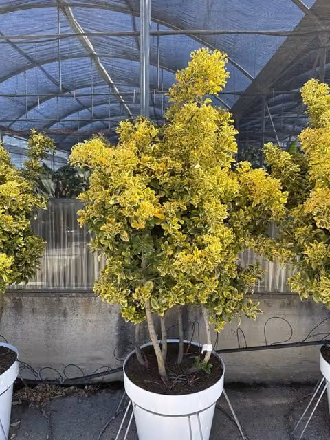 EUONYMUS JAPONICUS MULTITRONCO 60 1/4 FUSTO AUREA CLASSIC