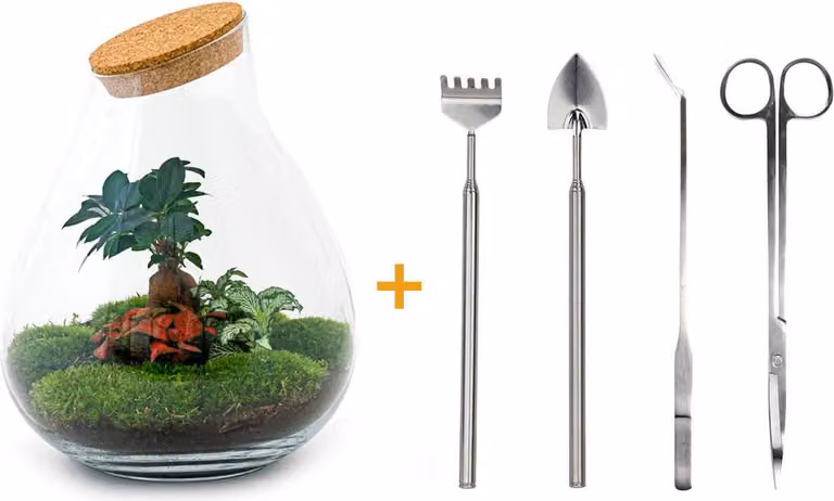 Terrario fai da te - Drop Xl Bonsai -↕ 37 Cm