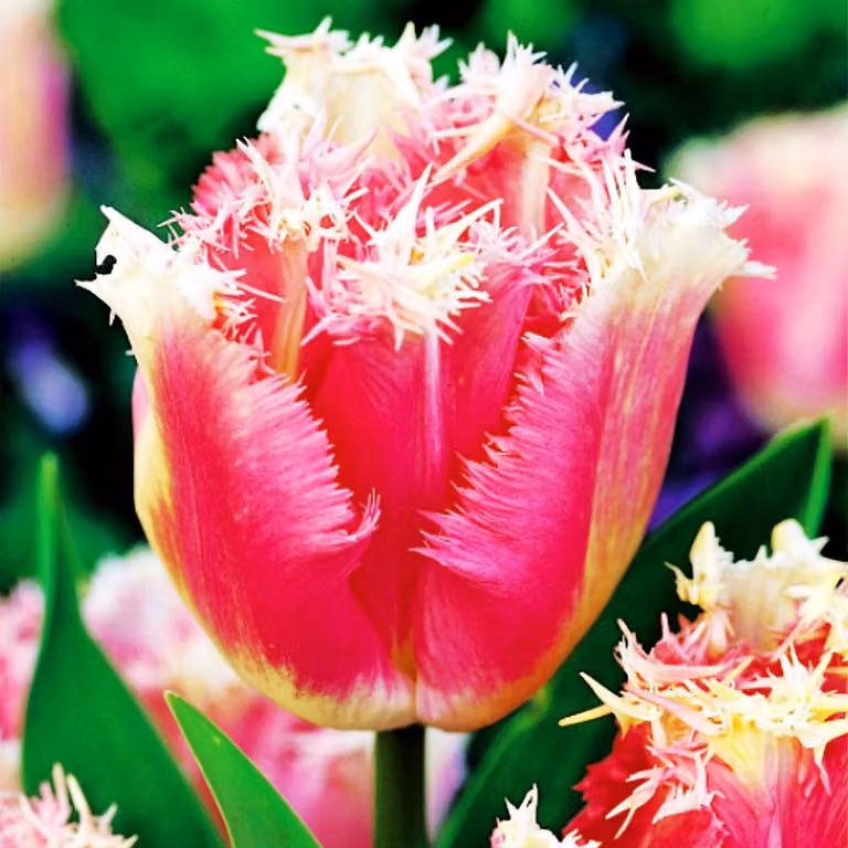 Bulbi di tulipani Bulbi di fiori Tulipani a frange 5 pz.