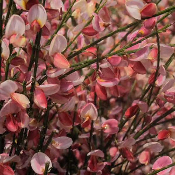2 piante di Ginestra 'Hollandia' (Cytisus), alte 40-60 cm, in vaso