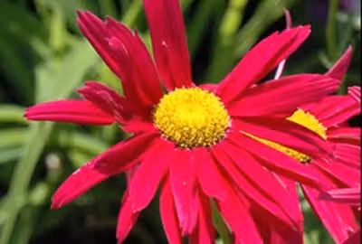 6 x Tanacetum (c) 'Robinson's Red' - Marguerite - vaso 9 x 9 cm