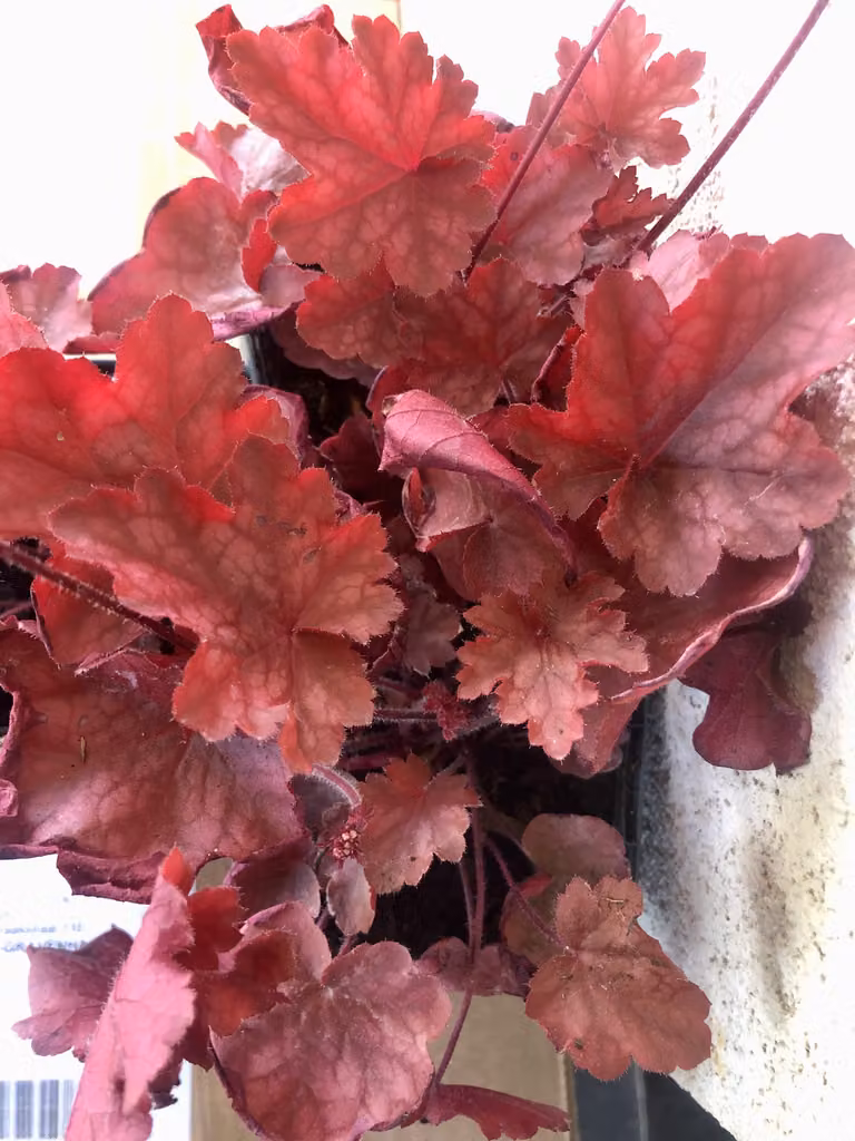 6 x Heuchera 'fire chief® - campana viola - vaso 9x9 cm