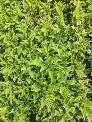 6 x Dryopteris aff. 'Crispa' - Felce vermiforme ondulata - vaso 9 x 9 cm