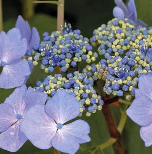 Hydrangea macrophylla Nizza 20-30 cm / vaso 10,5 - Ortensia dai magnifici fiori - Hydrangea macrophylla