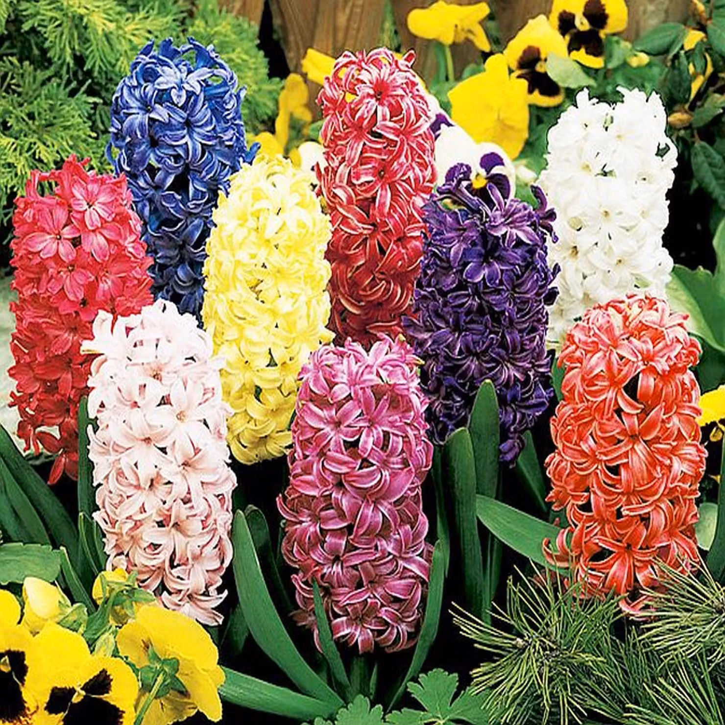 Bulbi di fiori di giacinto Bulbi di fiori di giacinto Mix 10 pz.
