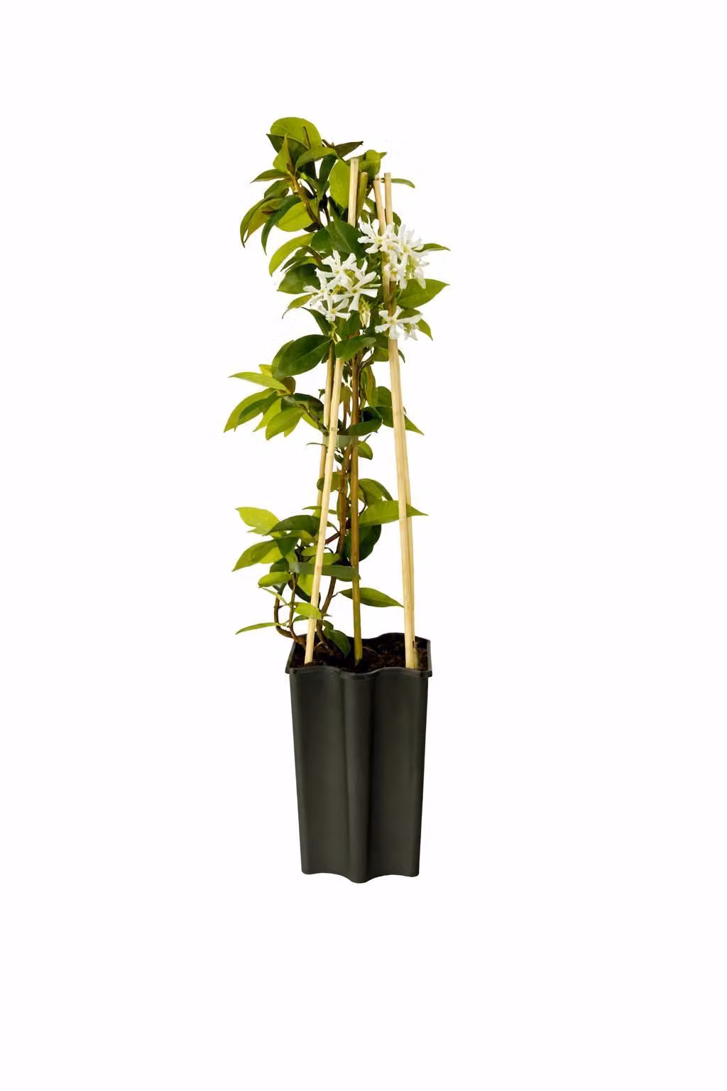 Gelsomino stellato Trachelospermum jasminoides 50-70 cm - Pianta rampicante sempreverde e resistente con una forte fragranza - gelsomino profumato, ideale per giardino e patio