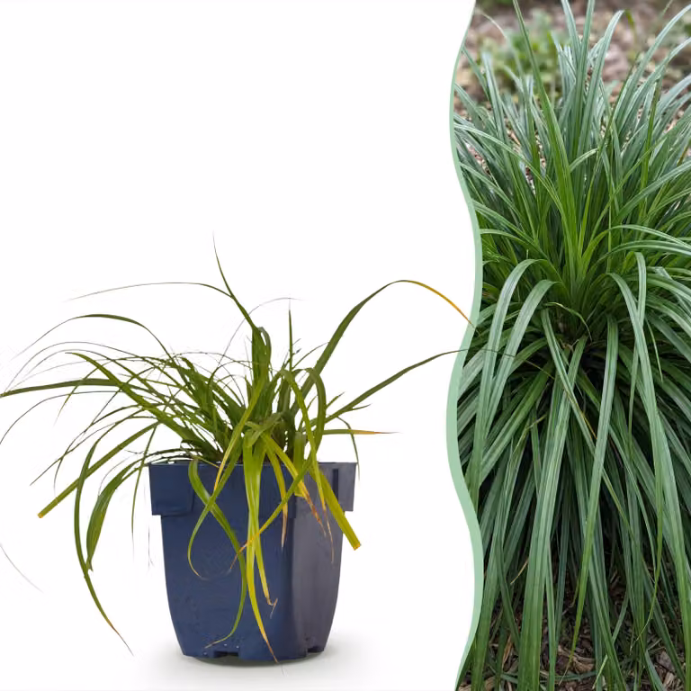 Carex oshimensis Evergreen - Carice giapponese - A foglia perenne - Verde - 15-25cm - Ø11cm - Pianta da giardino