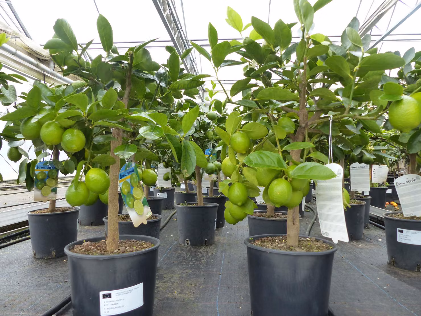Caipi Limette Caipirinha vero albero di lime Citrus Lime 70 - 90 cm pianta di agrumi