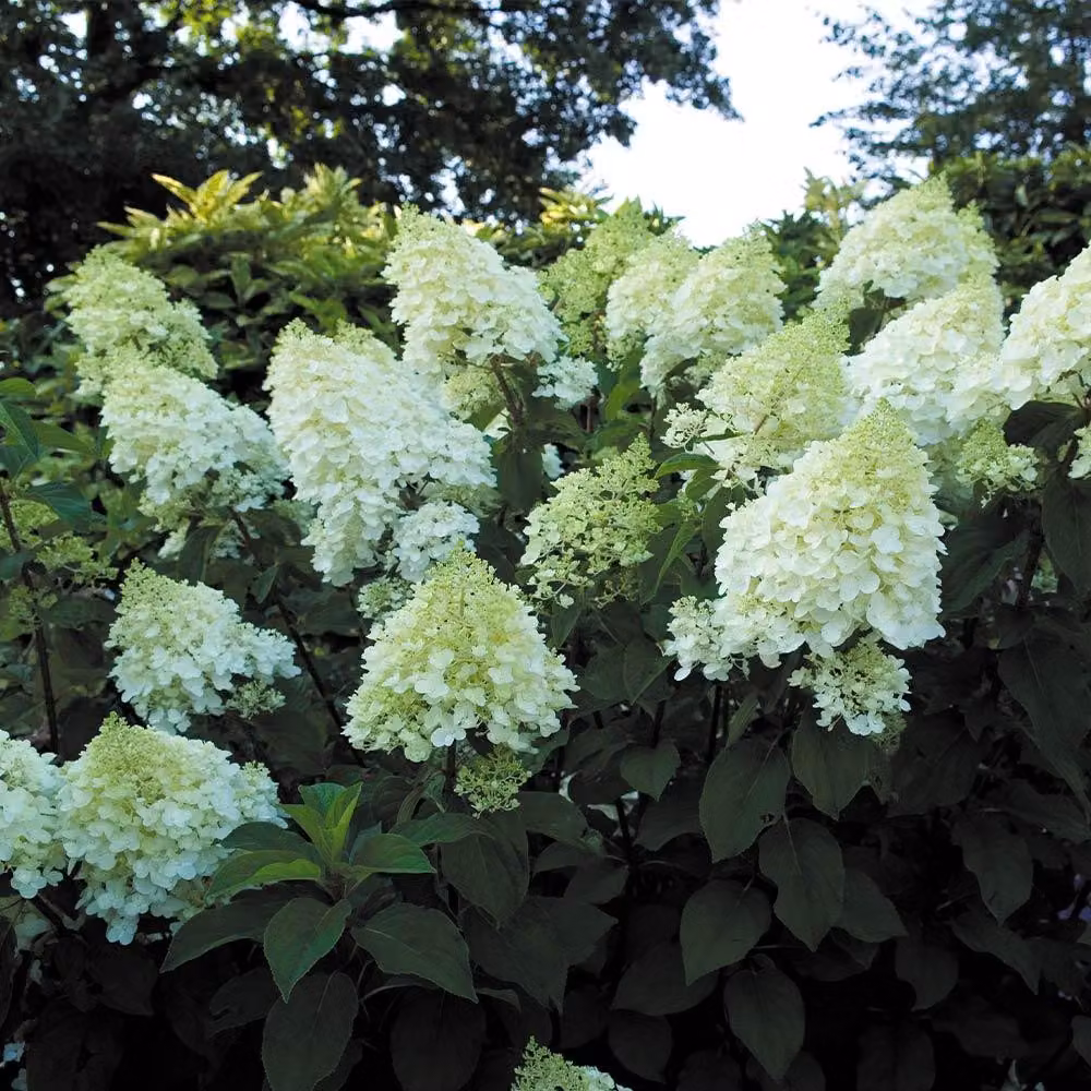 Hydrangea Paniculata 'Silver Dollar' 30-50 cm Ortensia a pannocchia Arbusto deciduo