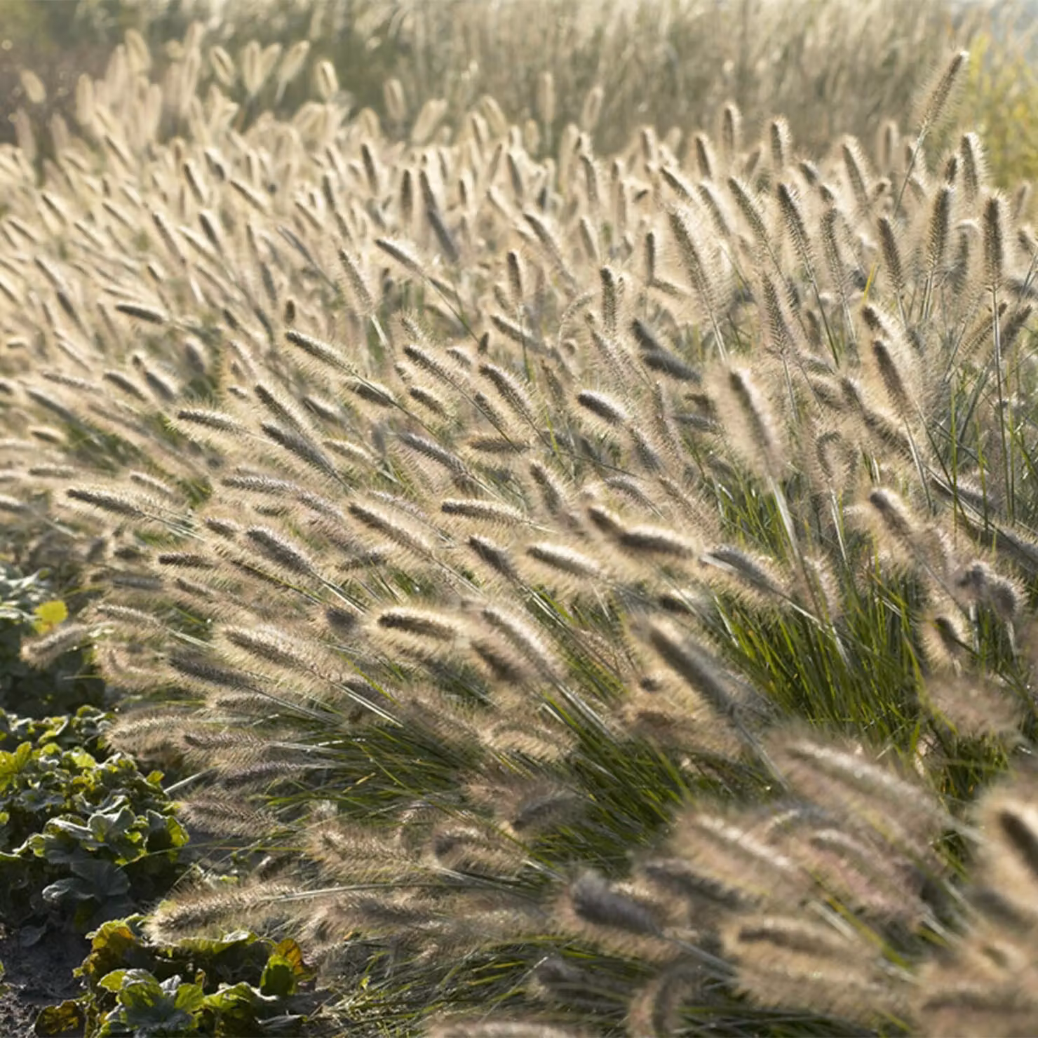 Pennisetum alopecuroides 'Hameln' 24 piante 10-25cm Ø9cm Erba ornamentale Sole