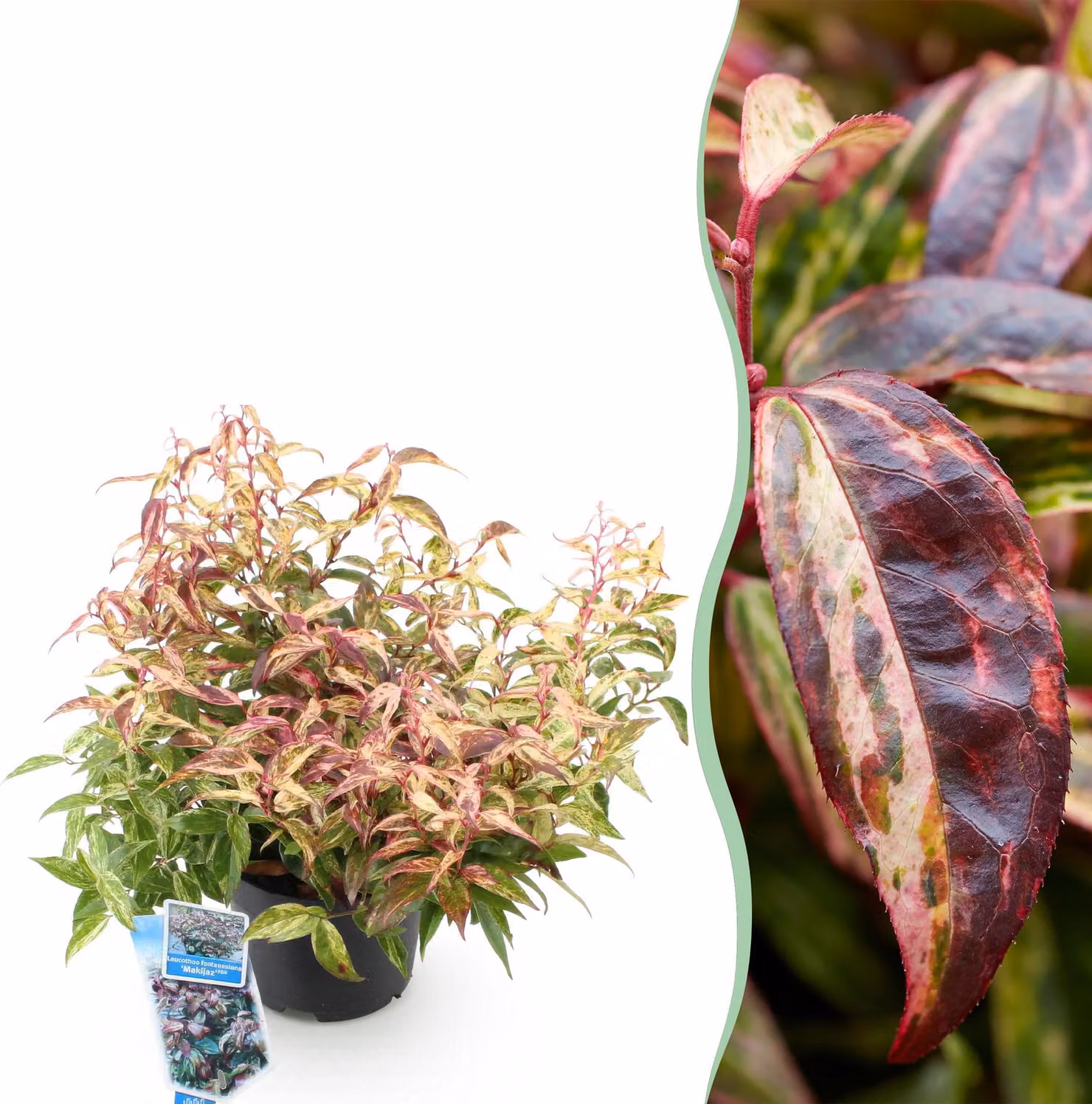 Leucothoe Makijaz - Marrone - Sempreverde - Bassa manutenzione - 35-45cm - Ø17cm - Pianta da giardino